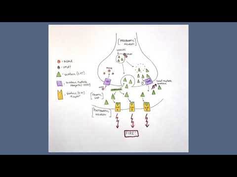 MDMA: Behavioral Neuroscience Video Project