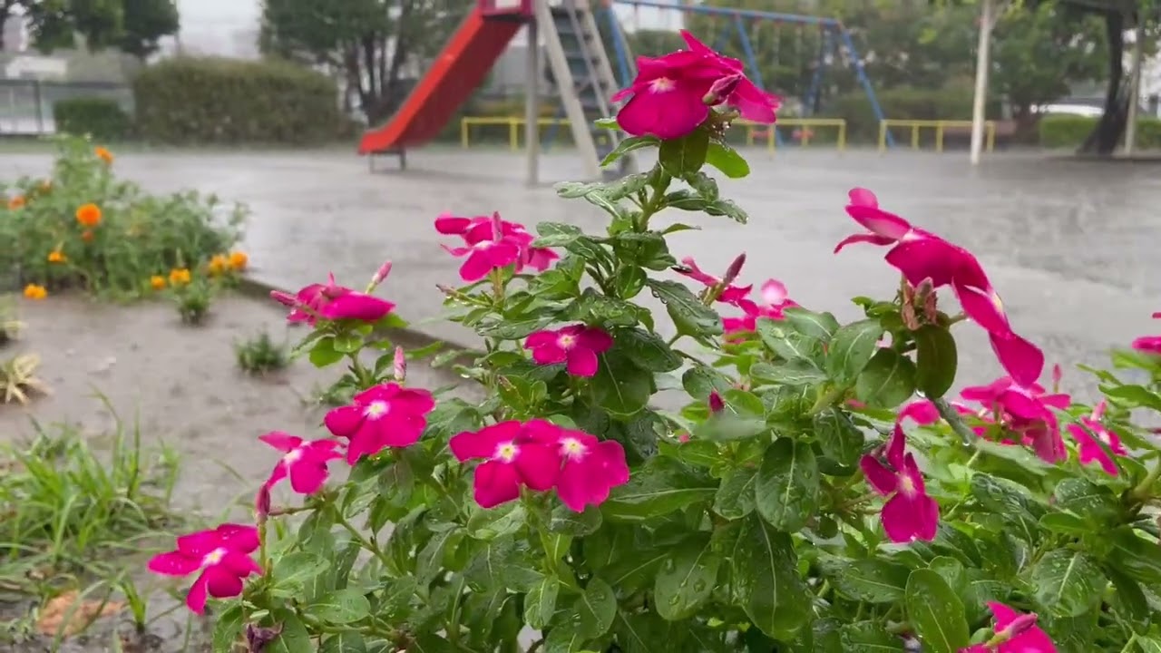 ASMR Abridged Japan Thunderstorm Rain Walk 2025.09.11 Ambience Sound Sleep Meditate Relax Peace