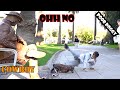 Cowboy Prank WHEN THE PRANK GOES WRONG Super Funny Reactions Lelucon Statue Prank Luco Patun
