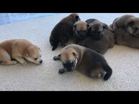 Zoey's Pomsky Puppies......2 weeks old