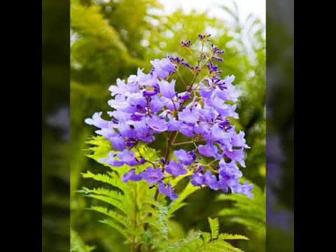 ZAVATRA IRAY IHANY FFPM 667 - MPITSANTA, FLM Toby Fanantenana 67 Ha