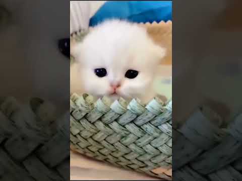 Meow Meow💖 #subscribe #shorts #YouTube #viral #cat #kitten #views #animals #tiktok