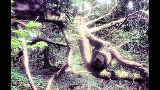 In The Deep Shade - A Collection Of Natural Photographs by Paul Moynihan