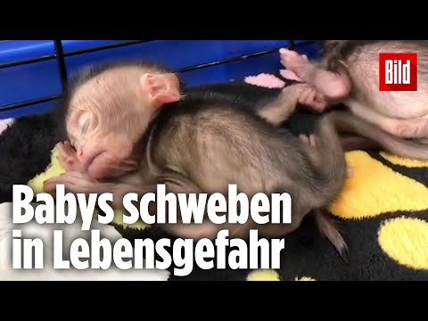 Affen-Mutter setzt Drillinge direkt nach Geburt aus