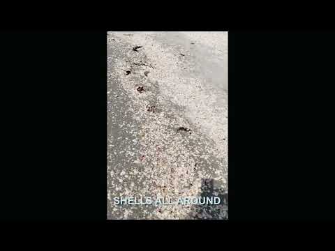 Sanibel Island|Florida|USA