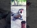 Komodo Dragon See Rooster Open Full Mouth Dragon Lizard Komododragon Ytviral Shortfeeds