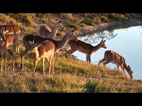 Djuma: Impala herd in for morning drink - 06/01/18