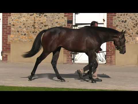 2021 October Yearling Sale - Lot 179 c. WOOTTON BASSETT x AMARANTHE