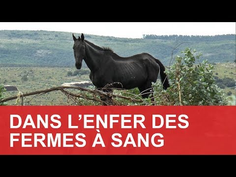 DANS L'ENFER DES FERMES À SANG