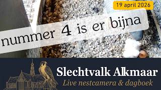 Het vierde kuiken komt eraan