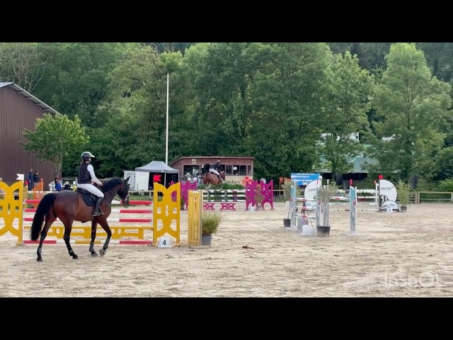 Jackpot de Sisse hongre 7 ans