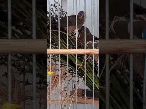 Cagebreed mother hen with two youngsters