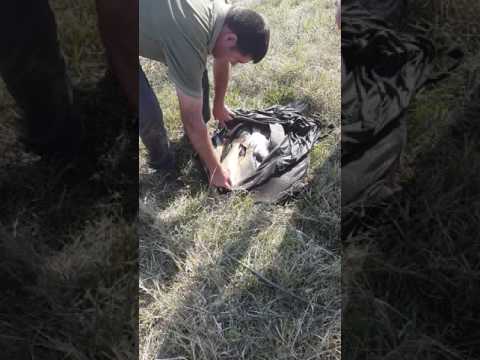 Balta pupăză calarasi