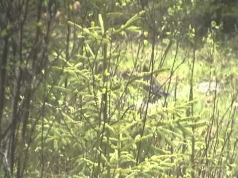 SRUUCE GROUSE FEEDING IN THE RAIN