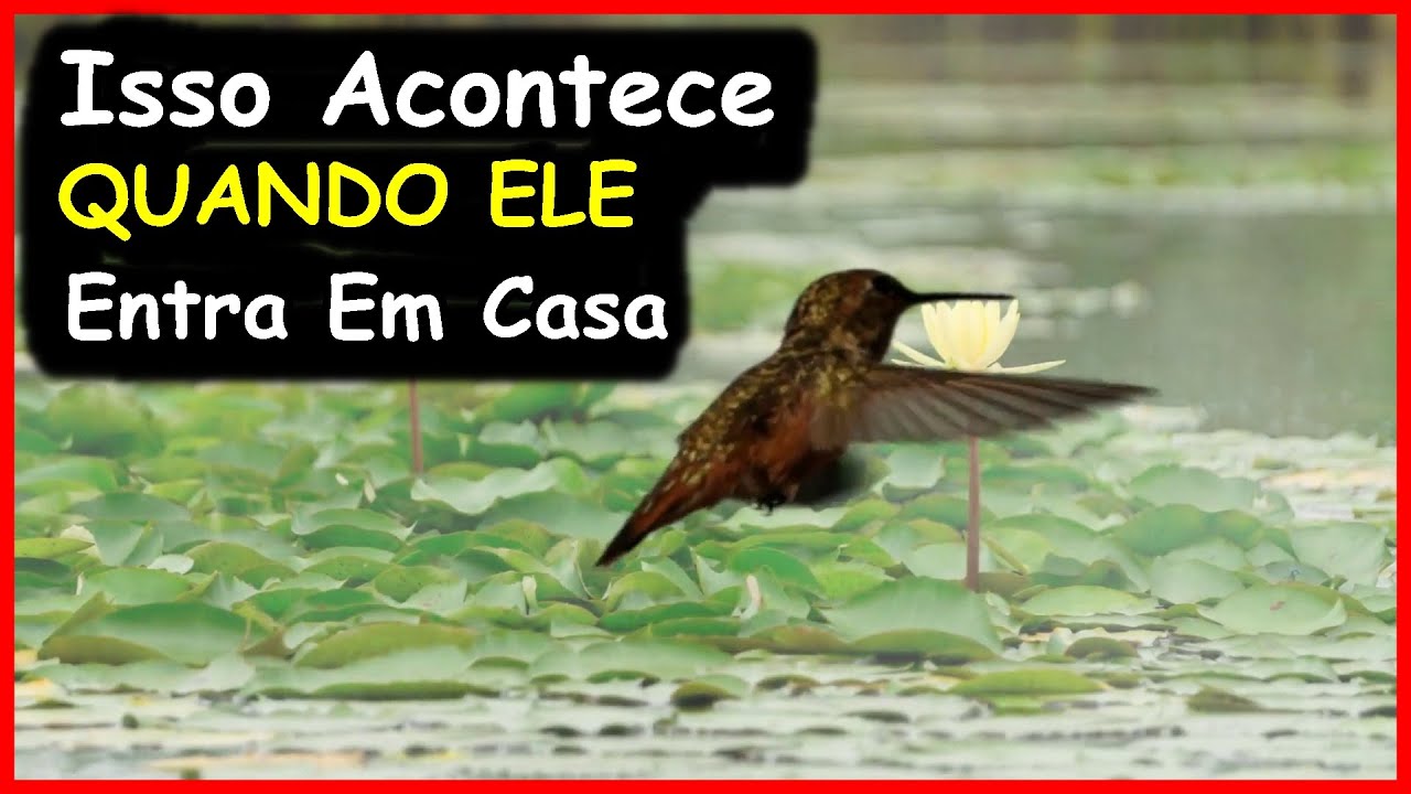 QUAL O SIGNIFICADO DE BEIJA FLOR ENTRAR DENTRO DE CASA, RECEBER A VISTA DE UM BEIJA FLOR