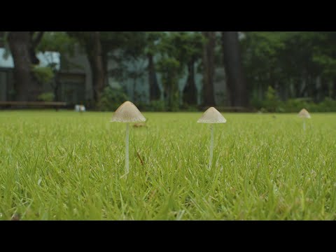 人文社会学科 【不在の時間#19】 雨後のキノコ　愛知大学豊橋キャンパスの様子