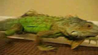 Norman in the Green Room