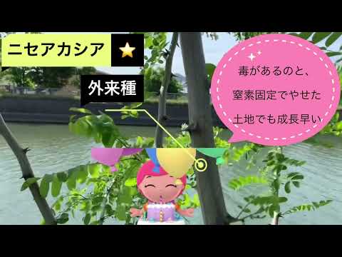 ニセアカシア、カルージュ、キャシー、ニセアカシア 'カスク ルージュ'