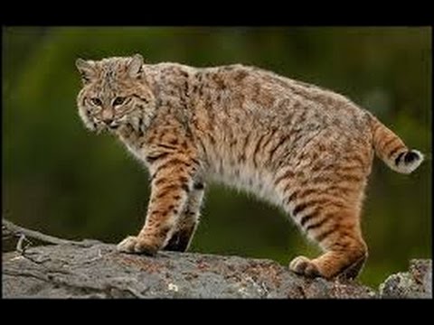 Bobcat as a Totem: Your Personal Power Animal's Personality Characteristics and Life-Path Lessons