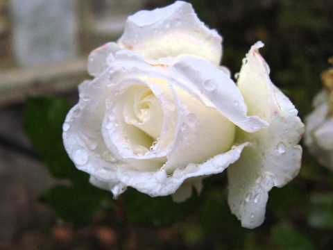 Beton Amprentat Orlea 0761350488 Orlea Olt