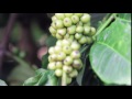 Nitrophoska Blue Coffee