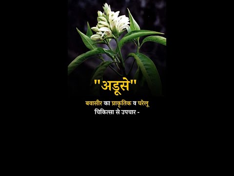Natural and Home Remedies for Piles Adusa Leaf #piles #pilesclinic #pilescare #antipiles #AdusaLeaf