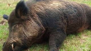 My Wild Hog Story Running on Over 50 News Sites Across the Country, Digital is the Future