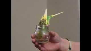 Bottled Budgie.