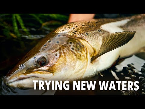 Tips og tricks til laksefiskeri i en ny å