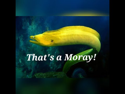 That's A Moray (parody of Dean Martin's "That's Amore")