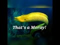 That's A Moray (parody of Dean Martin's 