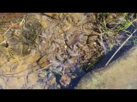Hundreds of bugs under River rocks || Sow Bugs and Scuds