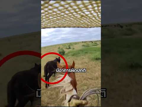 คาวบอยเห็นอะไรในวัวตัวนี้ ถึงต้องรีบไล่จับ