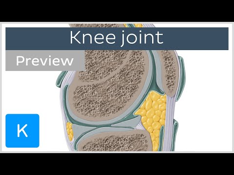 Knee joint: bones, ligaments, articulation, movements (preview) - Human Anatomy | Kenhub