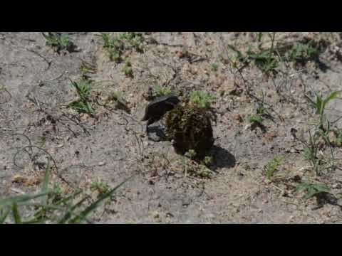 Dung beetles & Ants