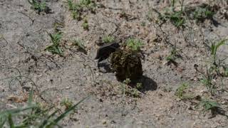 Dung beetles & Ants