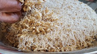 How to make Samnak / Wheat Sprout for Samnak Halwa with Hindi Urdu Subtitles by (YES I CAN COOK)