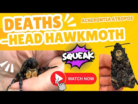 The Deaths head hawkmoth have arrived!