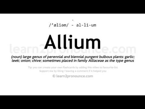 Pronunciation of Allium | Definition of Allium