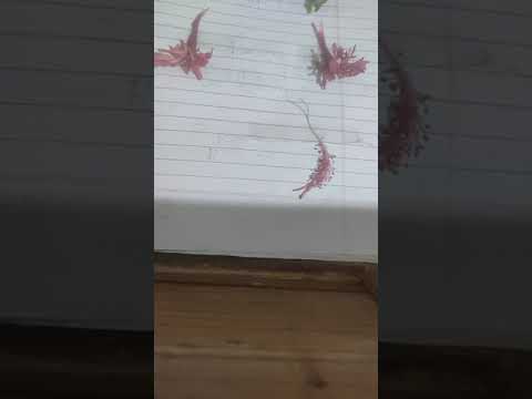 Discection of Hibiscus Flower / SRINIKA SRIYAM