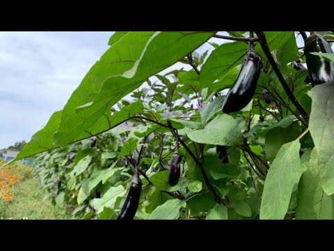 なぜマリーゴールドを菜園に植えるのですか？いつ、どのように行うのですか?  庭園