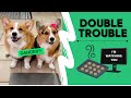 Can Amazon Alexa OUTSMART The Talking Corgis Shorts