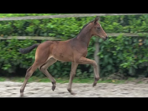 *2021 Hengst von Bon Vivaldi - Fürst Wilhelm