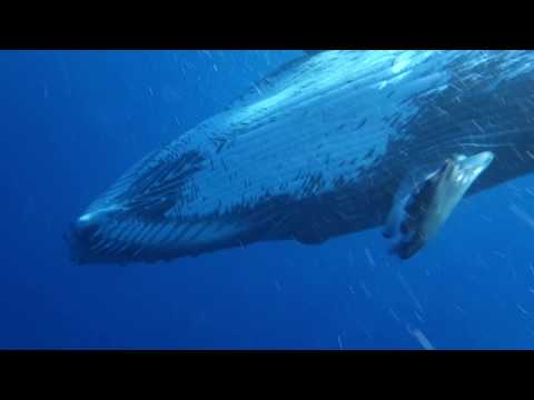 Moorea Whale Watching