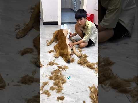 صوفيا غيّرت مظهر تومي إلى النصف! ماما بقيت مندهشة 😱😂🐶✂️