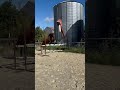 Jument3 ans selle francais 1.68m par Ulhan du temple