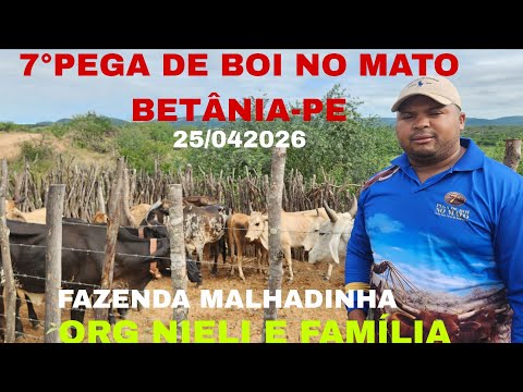 7°GRANDE PEGA DE BOI NO MATO FAZENDA MALHADINHA BETÂNIA-PE ORG NIELE E FAMÍLIA 25/04/2026