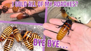 I Got Rid Of All Of My Roaches?? (Roach Updates)