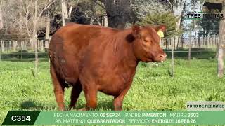 2 Vaquillona PP Preñada - Gregorio Aberasturi - Plaza Ganadera
