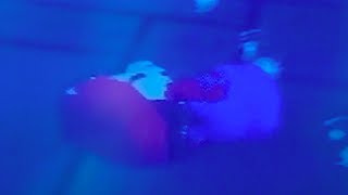 【原点回帰終点】Part15｜友人達とスーパーマリオ64を実況プレイ